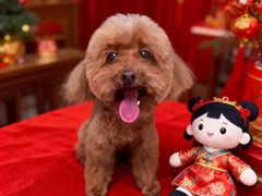 -博特宠物医院24h犬猫全科.骨科·异宠