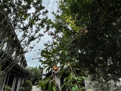 -巡塘古镇