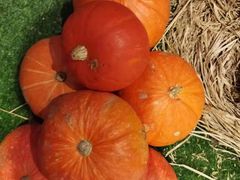 -老阿爸江浙土菜(奥体中心店)