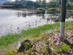 -映月湖公园