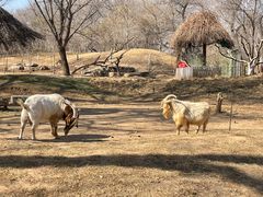 -北京野生动物园