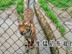 -横道河子东北虎林园