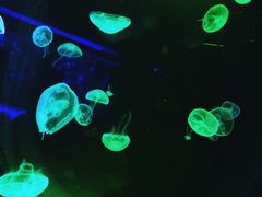 -暹罗海洋世界