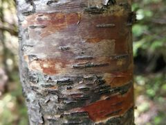 景点-天燕原始生态旅游区-天门垭景区