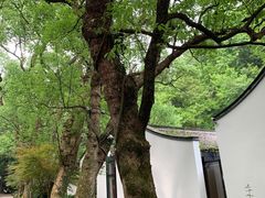 -西泠印社