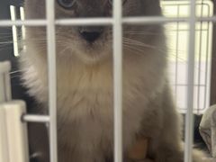 -艾吉宠物医院·疑难杂症转诊中心·猫友好(碧江路院)