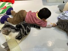 -COLOR PETS 撸猫馆·购猫·猫咖(长风大悦城店)