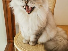 -猫友咖啡店(玉林西路店)