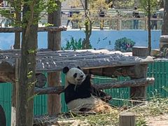 -西霞口神雕山野生动物世界