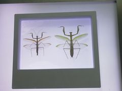 -上海昆虫博物馆