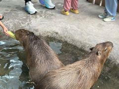 -廊坊固安福朋喜来登酒店