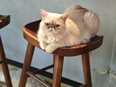 -Meowの猫咖(万家丽店)