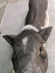 -神奇动物撸宠馆·羊驼·小浣熊·异宠(豫园店)