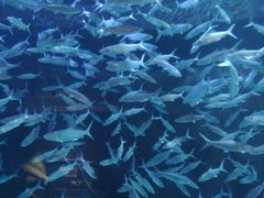 -成都浩海立方海洋公园