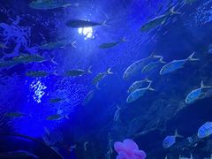 -秦皇岛新澳海底世界