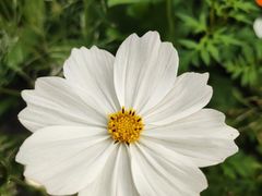 -三圣花乡旅游区