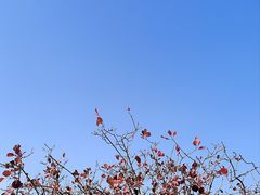 -北京西山国家森林公园