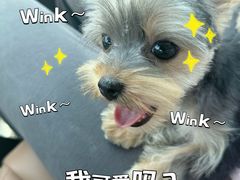 -翊宠yipet猫狗购宠庄园犬舍•猫舍