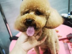 -宠福鑫康馨动物医院·骨科·眼科