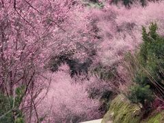 -巡塘古镇