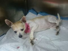 -爱侣宠医·鹦鹉专科·小型哺乳类·异宠专科(灵石路店)