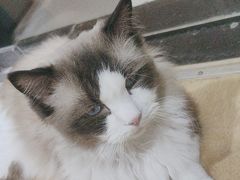 -喵百万·布偶·蓝金金渐层英短·猫舍(百子湾店)