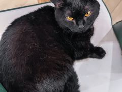 -安格丽娜·狗咖·猫咖羊驼咖(春熙路百盛商场店)