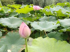 -陈家山荷花公园