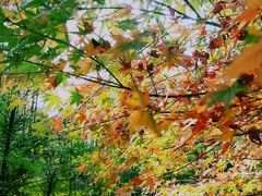 -九里云松·天香餐厅