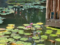 -揭东万竹园旅游景区