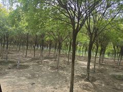 -西青郊野公园