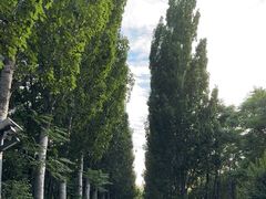 -将府公园