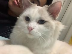 -冰川延边料理·炭烤串(原小木屋店)