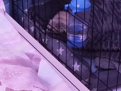 -联合动物医院(光谷诊疗中心)