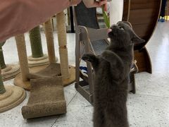 -喵园·猫主题咖啡厅·撸猫·猫咖(国贸店)