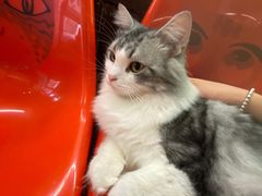-猫咪博物馆(顶澳仔猫街店)