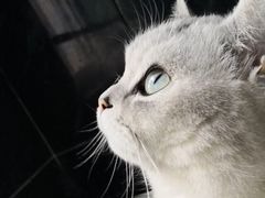 -米苏动物医院·犬猫专科·骨科外科内窥镜