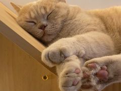 -Catmate·猫肥家润(金润铂宫店)
