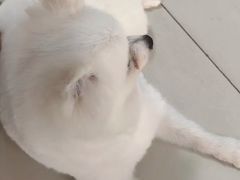 -天宠宠物医院24小时·急重症诊疗中心·全科·腔镜特色(和平分院)