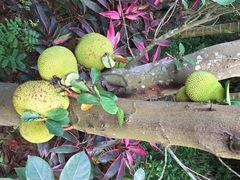 君澜热带雨林温泉酒店-七仙岭君澜度假酒店