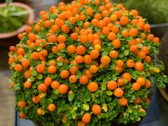 -植觉