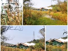 -西湖风景区-江洋畈生态公园