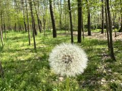 -合肥滨湖国家森林公园