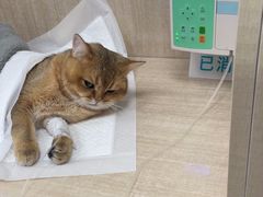 -北京观赏动物医院·24小时大型综合·猫专科·异宠专科