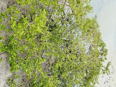 -北海金海湾红树林生态旅游区