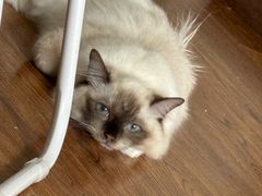 -四月宠物医院·猫专科·心脏专科·内科(转塘店)