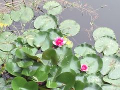-微山湖红荷湿地景区