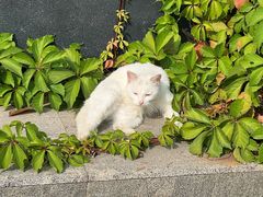 -钰田大院·怀柔地道农家菜·烤虹鳟鱼(雁栖湖店)