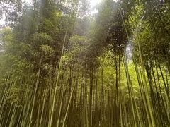 -黄海国家森林公园