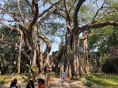 -瑞丽独树成林风景区